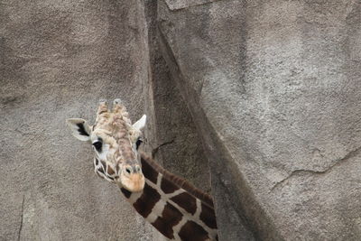 Portrait of giraffe against wall in zoo