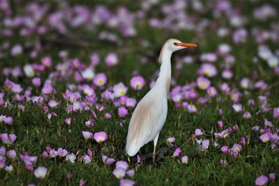 Close-up of bird on plant