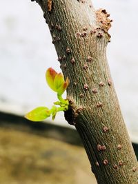 Close-up of tree trunk