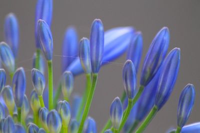 Close-up of purple flowers