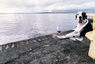 Adorable dog drinking red wine on the sea wall, funny.