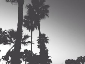 Low angle view of palm trees against sky