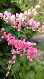 Close-up of pink flowers blooming outdoors