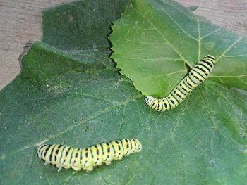 High angle view of insect on leaf