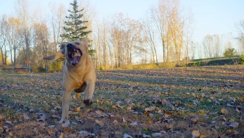 Dog on field against sky