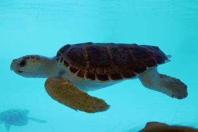 Close-up of turtle swimming in sea