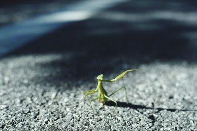 Close-up of insect on land