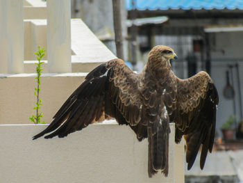 Wingspan of black kite