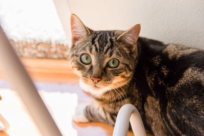 Portrait of cat looking at camera