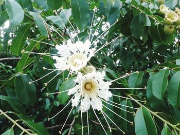 Close-up of white flower tree