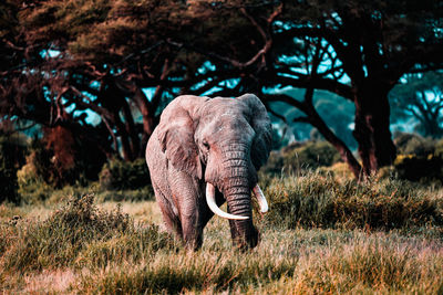 Elephant in a amboseli national park, kenya, africa