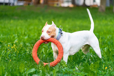 Lovely and happy american pitbull terrier puppy running across meadow with orange hoop in mouth