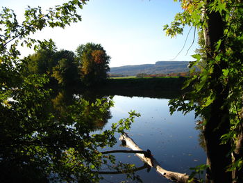 Reflection of trees in water