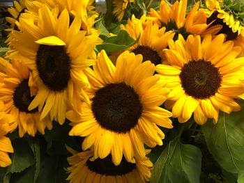 Close-up of sunflowers blooming outdoors