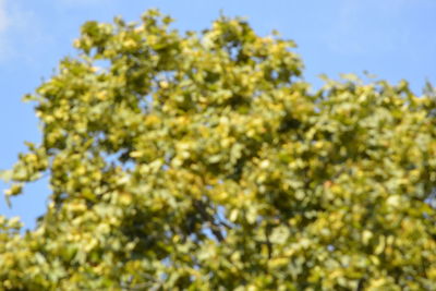 Low angle view of flowering plants against sky