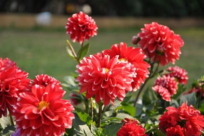 Close-up of red flowers blooming outdoors