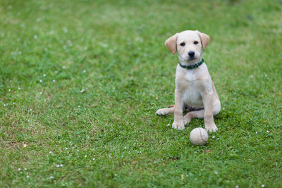 Dog sitting on grass
