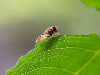 Close-up of insect on leaf