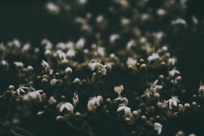 Close-up of plants