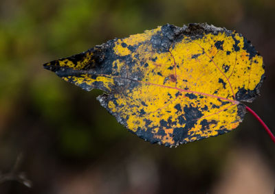 Close-up of butterfly on yellow leaf