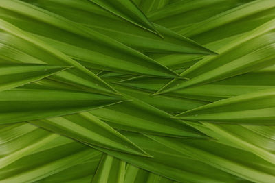 Full frame shot of palm leaves