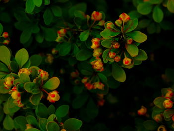 Close-up of green leaves