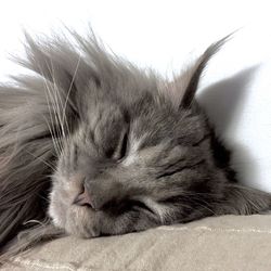 Close-up of cat resting on tiled floor