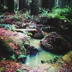 Stream in forest