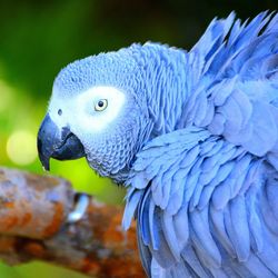 Close-up of parrot