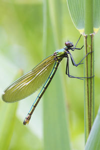 Close-up of dragonfly on plant