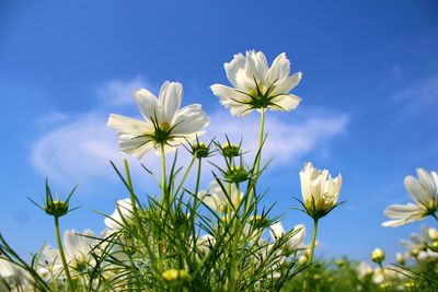 Close-up of white flowering plants against blue sky