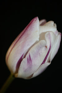 Close-up of pink rose against black background