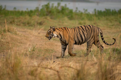 Side view of tiger in the wild