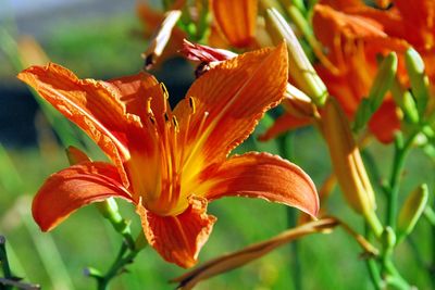 Close-up of orange day lily