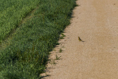 High angle view of bird on land