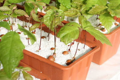 High angle view of plant in plate