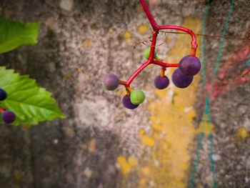 High angle view of berries growing on plant