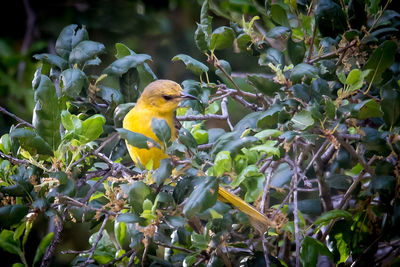 Bird perching on tree