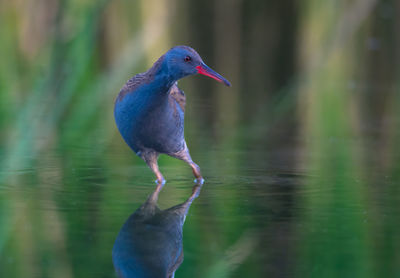 Bird perching on a lake