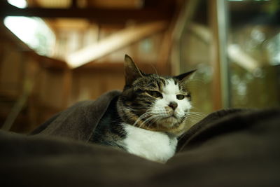 Portrait of brown tabby cat in woody room