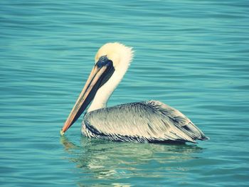 Close-up of pelican swimming