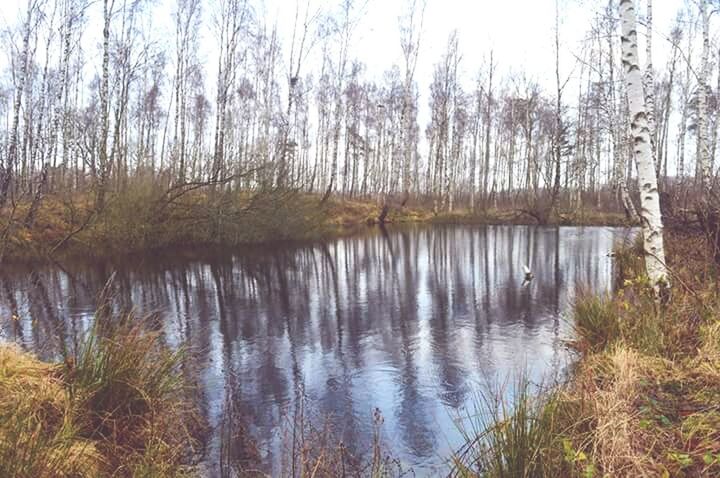 water, tree, reflection, tranquility, lake, tranquil scene, scenics, nature, beauty in nature, sky, growth, day, idyllic, lakeshore, forest, grass, non-urban scene, outdoors, no people, plant