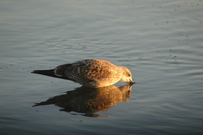 Bird drinking water from lake