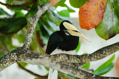 Low angle view of bird perching on branch