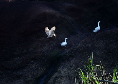 High angle view of seagulls on rock