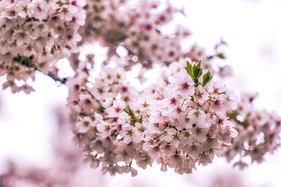 Close-up of cherry blossom tree