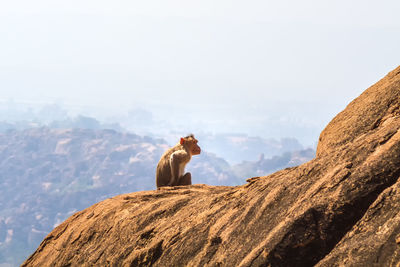 Monkey sitting on rock against sky