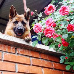 Portrait of dog in flower pot