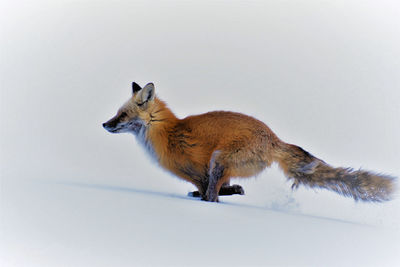 Side view of an animal on snow covered land