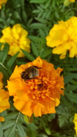 Close-up of bee pollinating on yellow flower